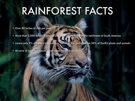 Forest Animals – Pictures & Interesting Facts On .